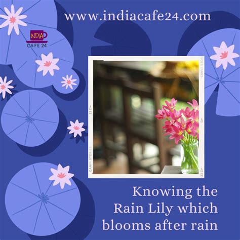 Rain Lily- The Flower Of Rains - Indiacafe24.com