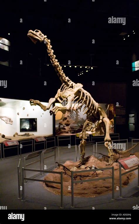 Titanosaurus skeleton hi-res stock photography and images - Alamy