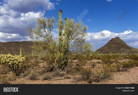 Cylindropuntia Fulgida Image & Photo (Free Trial) | Bigstock