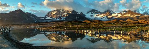 King Penguin Colony At Sunrise, South Georgia Photograph by Tim Laman /naturepl.com - Fine Art ...