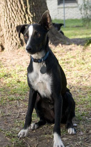 McNab Dog (McNab Shepherd) Info, Temperament, Puppies, Pictures