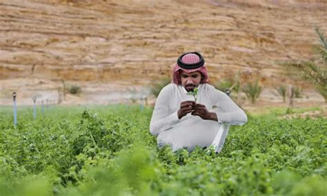 Saudi Farmers Switching To Organic Agriculture - WE News