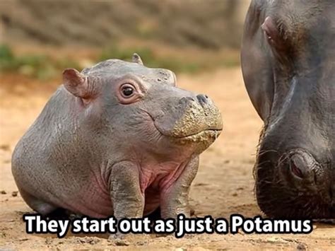 hippopotamus on Tumblr