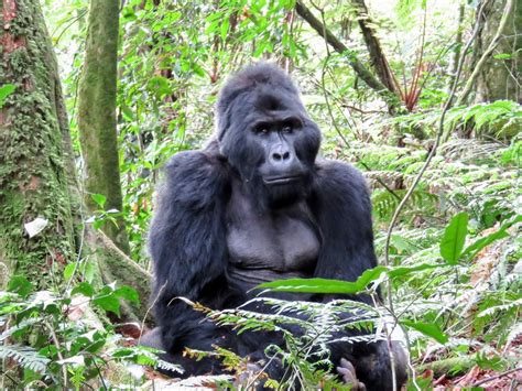 Uganda gorilla tracking safari: Beta male in the Nkuringo family of ...