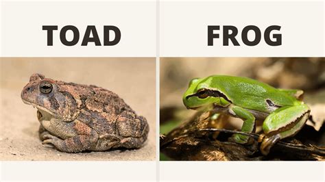 Differences Between Frogs & Toads