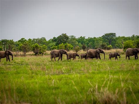 BENIN: satellite collars to protect wildlife in Pendjari and W parks ...