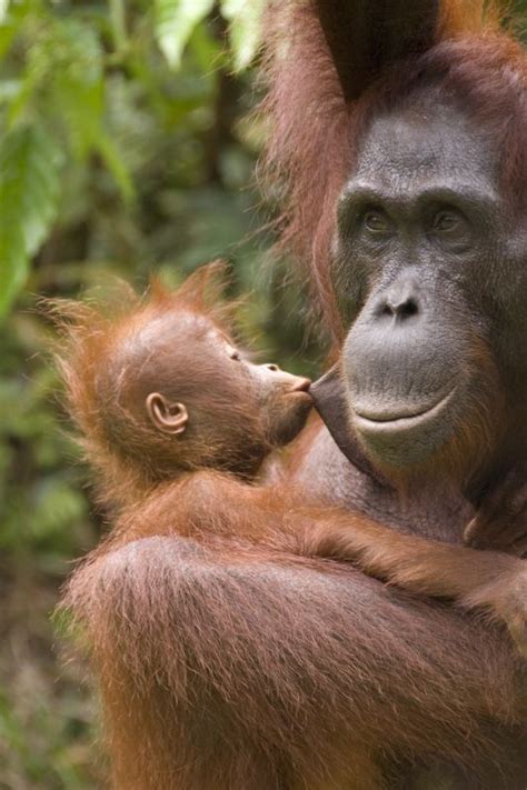 Image result for baby orangutan nursing | orangutan and other Cute ...