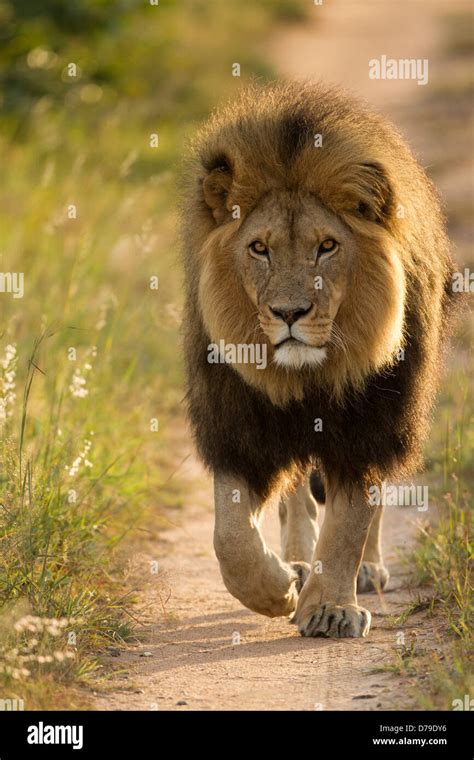 Big male lion walking, Antelope park, Zimbabwe Stock Photo - Alamy