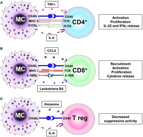 Frontiers | Mast Cells as Regulators of T Cell Responses | Immunology