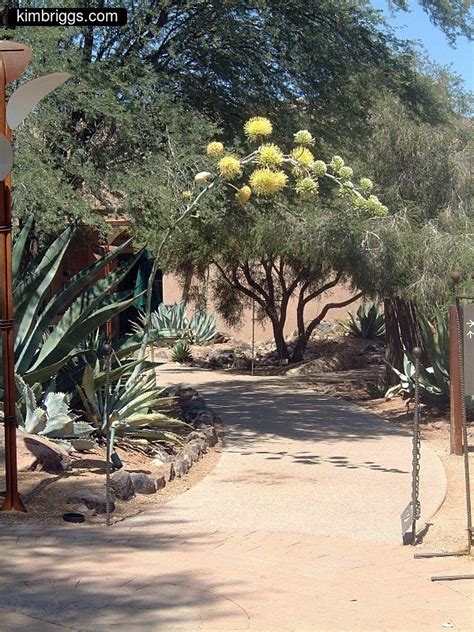 Phoenix Botanical Garden Photos: Arizona