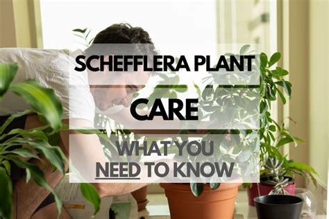 Schefflera Plant Care: What You Need to Know - Hip House Plants