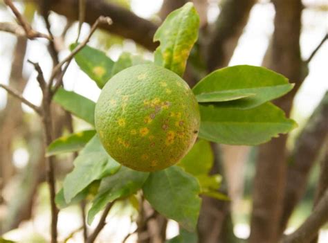 7 Orange Tree Diseases: How to Identify and Treat Them - Minneopa Orchards