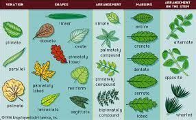 Pin on Botany and Plant Taxonomy