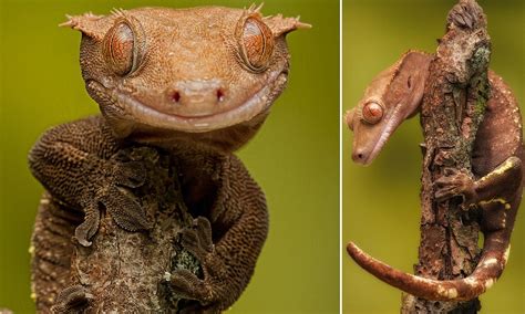 Smile for the camera! Grinning gecko show's he's as happy as Larry clinging onto his favourite ...