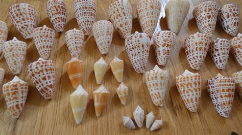 Identifying Cone shells of SW Florida - YouTube