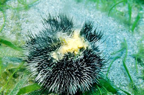 Sea Urchin Releasing Eggs Photograph by Andrew J. Martinez - Fine Art America