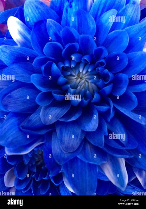 Beautiful blue colour beautiful flowers Stock Photo - Alamy