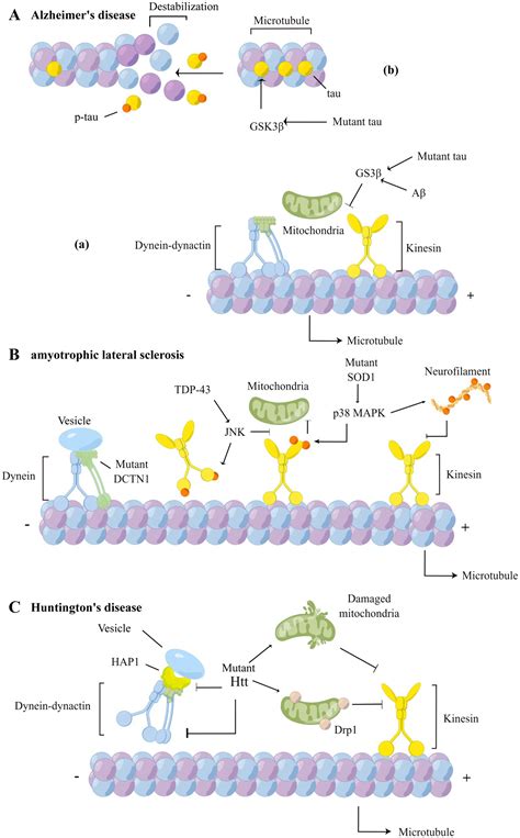 Frontiers | Common mechanisms underlying axonal transport deficits in neurodegenerative diseases ...