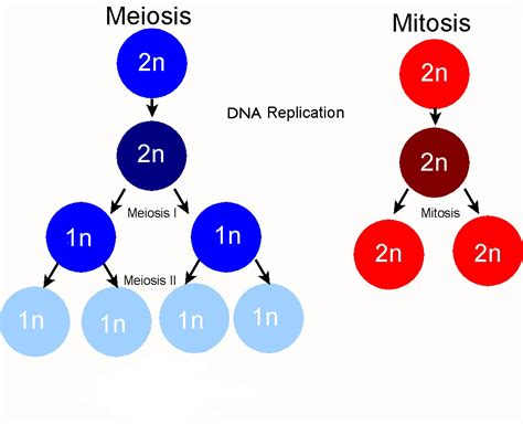 Some Differences Between Mitosis and Meiosis | Way2usefulinfo