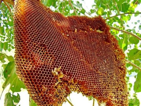 Raw Wild Honey - Raw Wild Honey Exporter, Supplier, Trading Company ...