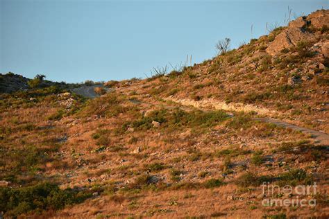 Sunrise Golden Hour Mountain Road Photograph by William Jell - Fine Art America