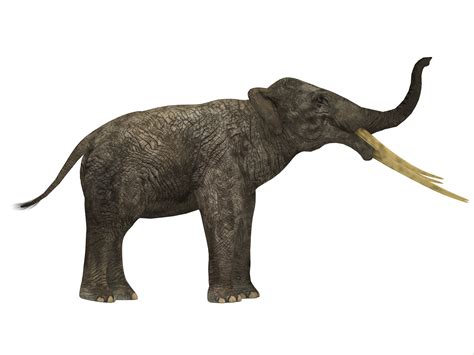 Prehistoric Elephants: Pictures and Profiles