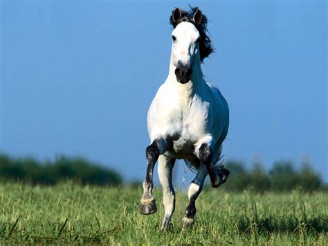 Images For: Beautiful Cute White Coloured Horse Pictures / Photos ...