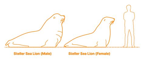 Steller Sea Lion (Eumetopias jubatus) Dimensions & Drawings ...