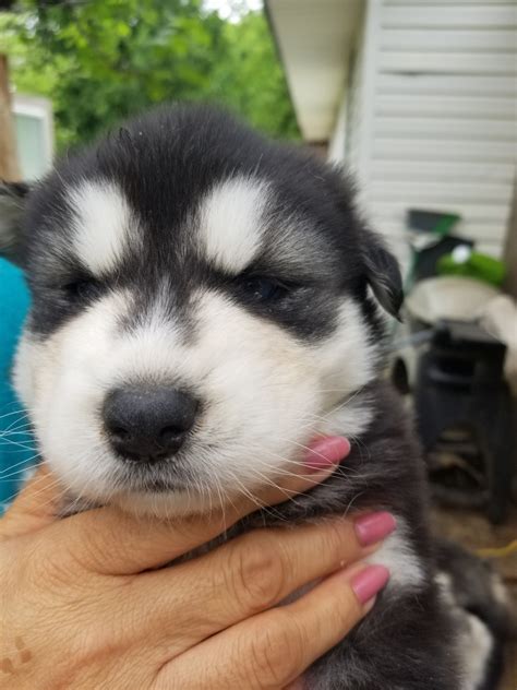 Alaskan Malamute Puppies For Sale | Denton, TX #327719