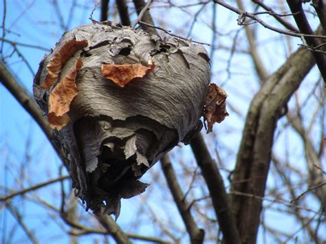 The Oakland Press Blogs: Earth's Almanac: Hornet Nests & Myths On The ...