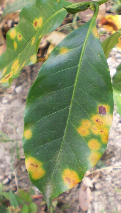 Opinion: 'Pathological' Response to Leaf Rust Needed - Daily Coffee News by Roast MagazineDaily ...