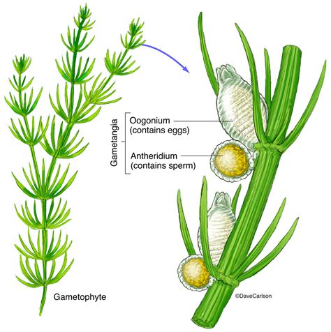 Stonewort (Chara sp.) | Carlson Stock Art