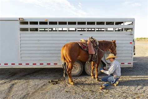 The Basics of Horse Trailers