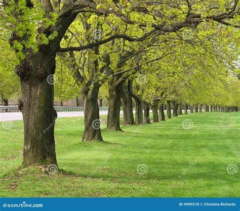 Row of Maple Trees in Spring Stock Photo - Image of vanishing, country ...