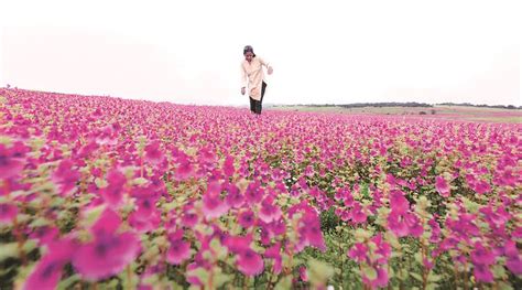 In bloom, Kaas plateau to open to public on September 1 | India News ...