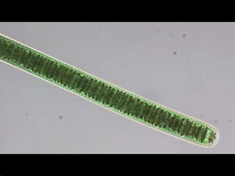 Oscillatoria movement under microscope - YouTube