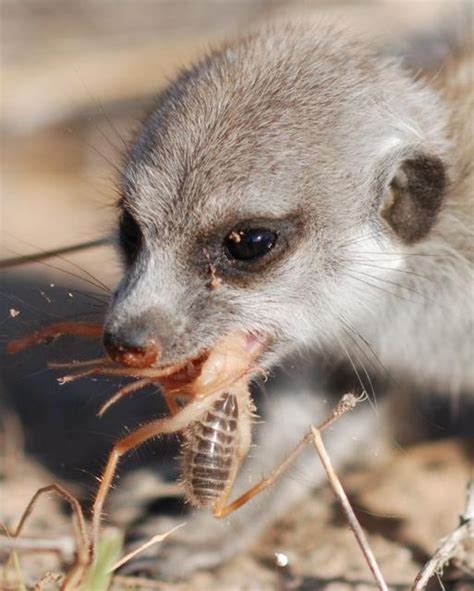 Image - Meerkat pup eating a prey item.jpg - Meerkats Wiki