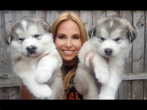 GIANT ALASKAN MALAMUTE PUPPIES - YouTube