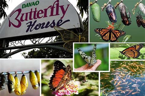 2023 Davao Wildlife Tour provided by CTPH TOUR - Tripadvisor