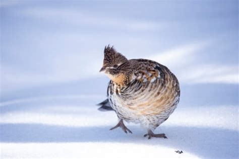 25 Remarkable Types of Finches (With Photos and Songs)