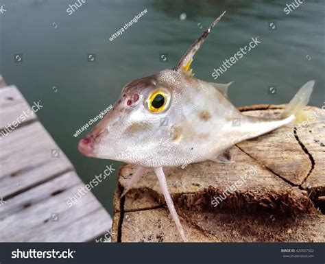 Horn Fishtripod Fishlovely Fish Nature Backgroundcloseup Stock Photo 420507502 | Shutterstock