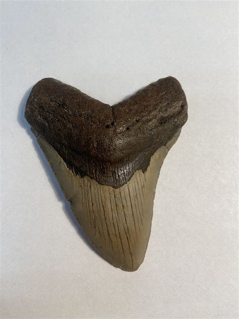 Megalodon Shark Teeth