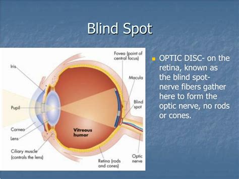 PPT - Sensory System Unit-L PowerPoint Presentation, free download - ID ...