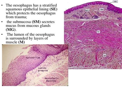 Histology Of The Oral Cavity