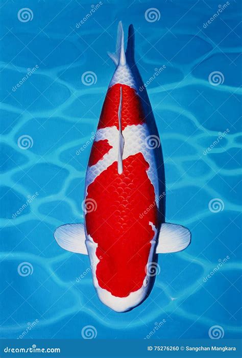 Kohaku Koi Fish. stock photo. Image of wave, culture - 75276260