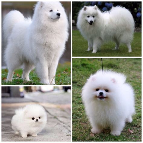 Pomeranian Samoyed Mix Puppy - Pets Lovers