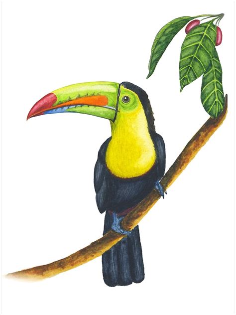 "Watercolor hand drawn keel-billed toucan sitting on the branch in a tropical forest ...