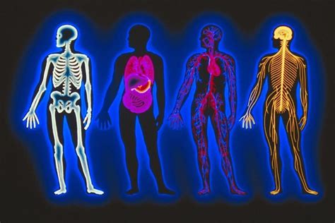 Anatomy and Physiology Chapter 2: Chemical Basis for Life Quiz - Quizizz