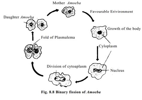 Reproduction of Amoeba: Binary fission and Sporulation