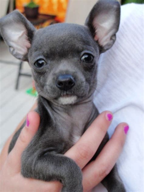 Blue Chihuahua | All I've Got is a Photograph... | Blue chihuahua, Teacup chihuahua puppies ...